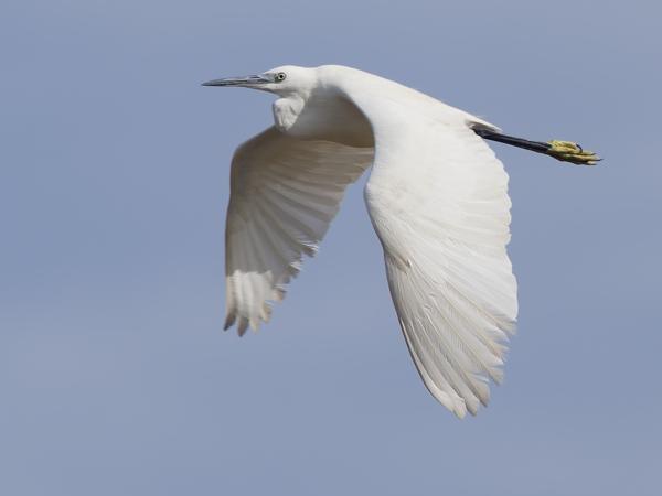 <h3>Egretta garzetta / Little egret / Kleine zilverreiger</h3>OM-1 Mark II with OLYMPUS M.150-400mm F4.5 TC, 1/2000 sec at F5.6, ISO 250, distance 41.7 m